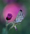 gall-yoshida-butterfly-s.jpg
