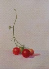 gall-lewandowski-cherries-xs.jpg